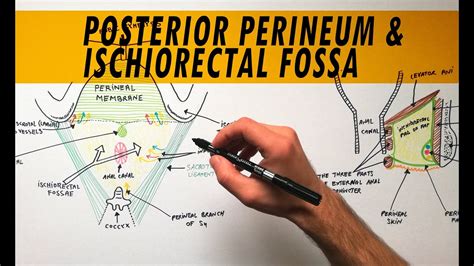 The ischiorectal fossa is also known as the ischioanal fossa. Posterior Perineum & Ischiorectal Fossa | Anatomy Tutorial ...