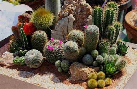 Cactus Care Guide Watering Sunlight Soil And More