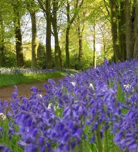 14 Of The Best Bluebell Filled Walks In Britain Delicious Magazine