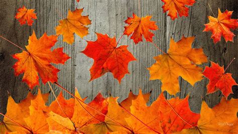 Fall Desktop Background Outdoors Wallpaper 1080p