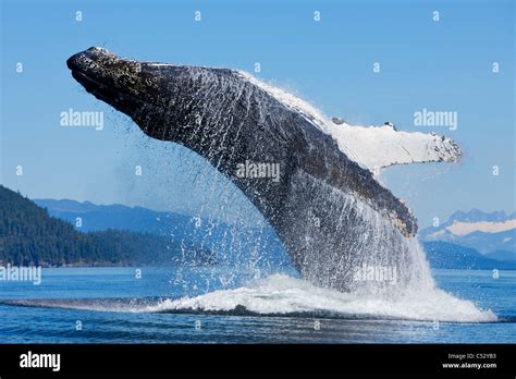 A Humpback Whale Breaches Along The Shoreline Of Chichagof Island