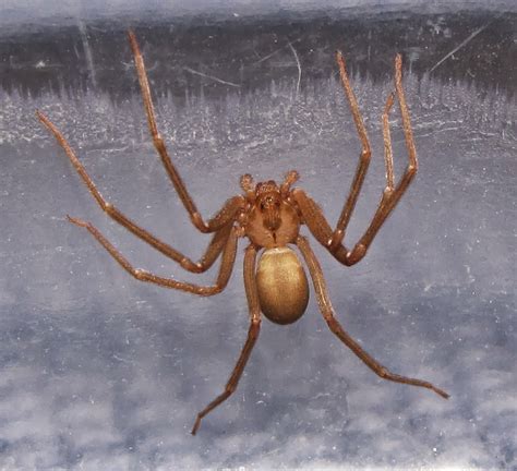 Bug Eric Brown Recluse