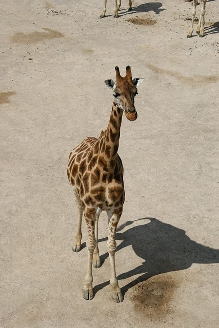 Free Photo Giraffe Baby Giraffe Savanna Free Image On Pixabay 358757