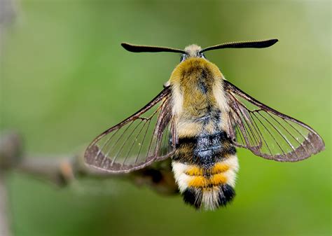Cornwall Narrow Bordered Bee Hawk Moth Workshop Butterfly Conservation