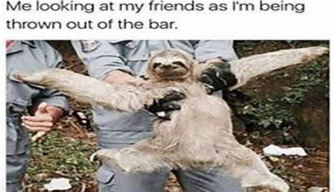 14 Sloth Memes That Will Quickly Make Your Day More Exciting