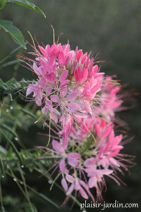 Flowers are pink to white. La Cleome spinosa 'Sparkler Blush' - plaisir-jardin.com