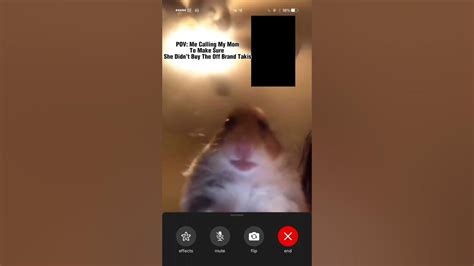 Hamster Calling Meme Shorts Youtube