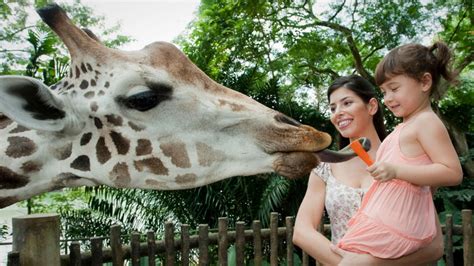 Singapore Zoo Attractions And Things To Do Visit Singapore Official Site