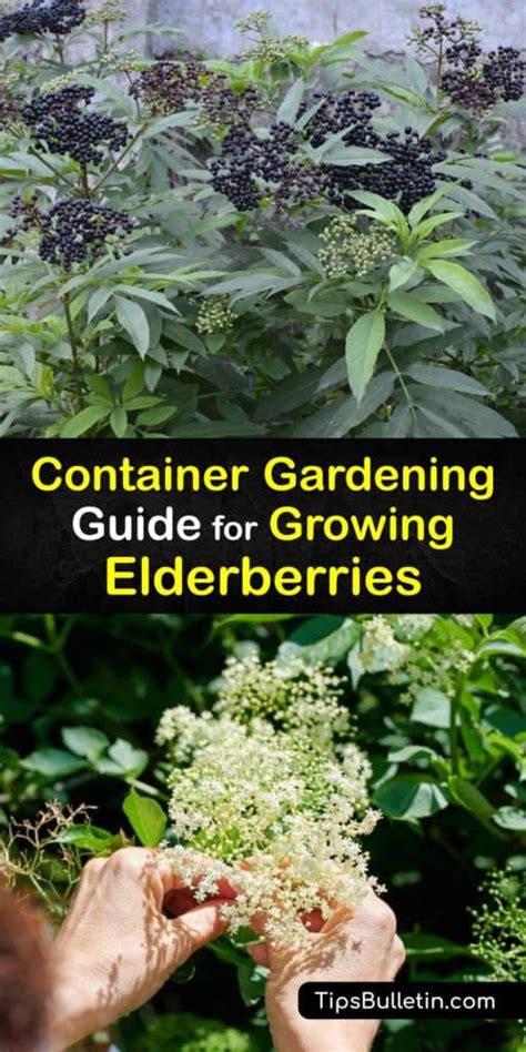Planting Elderberries In Pots Grow Elderberry Bushes In Containers