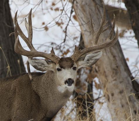 Massive Drop Tine Mule Deer Buck A Photo On Flickriver