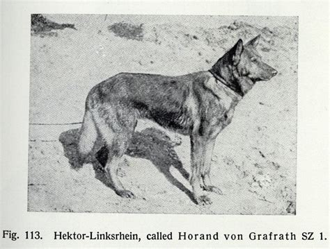 History Of The German Shepherd Ruskin House Of Shepherds