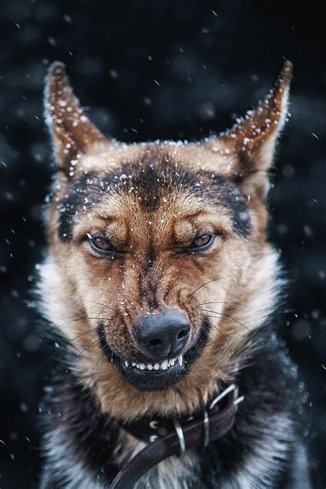 15 Reasons Why You Should Stay Away From German Shepherds