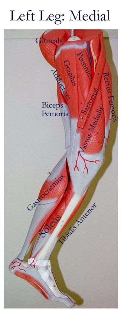Rear view of female hip and leg muscles with labels. 333 best Anatomy of the body and other interesting facts images on Pinterest | Muscle anatomy ...