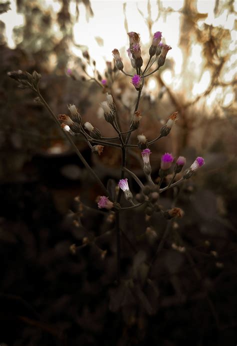 Beautiful Tiny Flowers On A Plant Pixahive