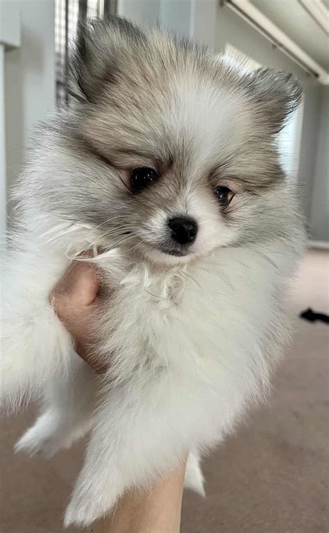 Pomeranian Puppie Sable Gray - Petclassifieds.com