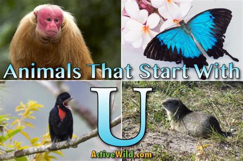List Of 20 Animal That Starts With Letter U