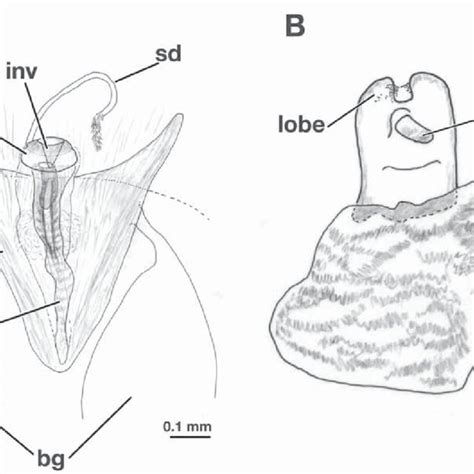 Leucochrysa Nodita Clepsydra Female A Spermathecal Complex