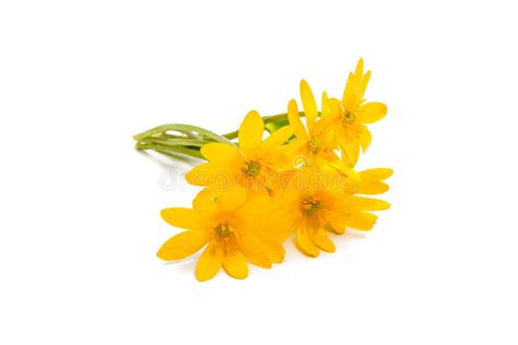 Yellow Spring Flower Isolated Stock Image Image Of Yellow Circle