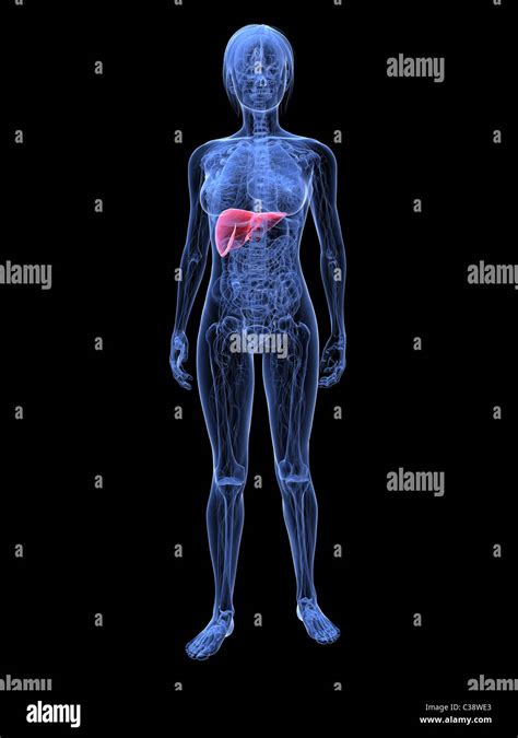 Female Anatomy Diagram Hi Res Stock Photography And Images Alamy
