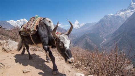 16 mind blowing photos from nepal intrepid travel blog