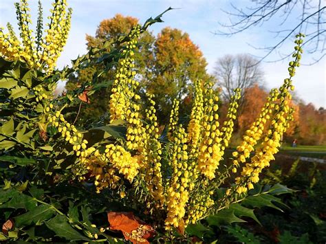 Autumn Yellow Mahonia Japonica Japanese Mahonia Oosterp Flickr