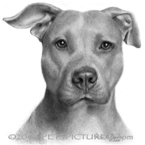 Lista 92 Foto Lapiz Facil Dibujos De Perros Pitbull Cena Hermosa 10 2023