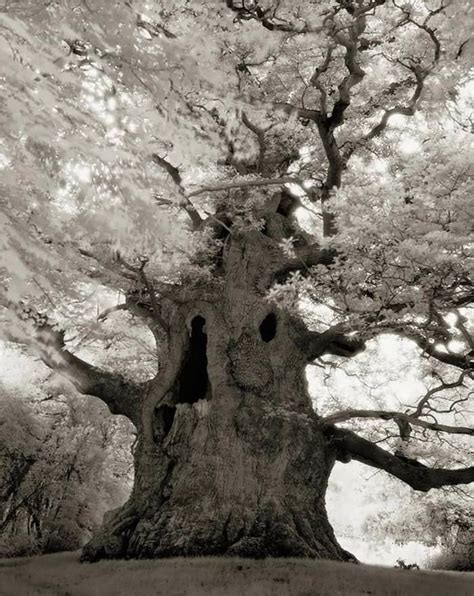 Beautiful Ancient Trees Ancient Tree Tree Photography Old Trees