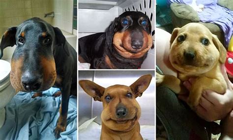 Photos Of Swollen Dogs Who Tried To Eat Bees Daily Mail
