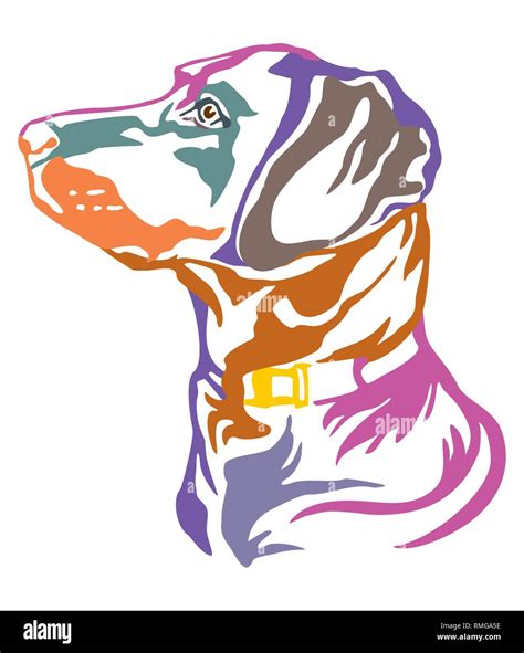 Esquema Decorativo Colorido Retrato De Perro Labrador Retriever Mirando