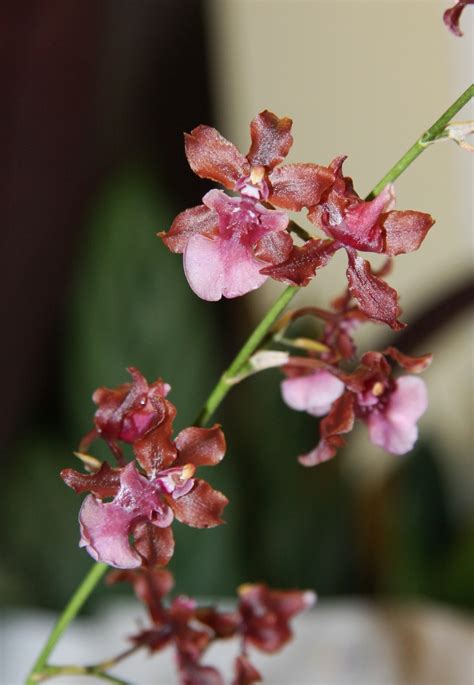 Duftende Oncidium Orchidee Sharry Baby Majas Pflanzenblog