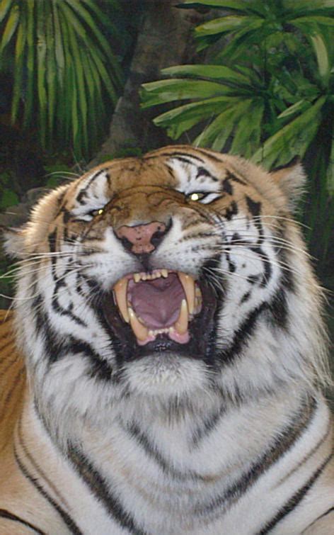 Rawr Im A Scary Tiger By Shayegc13 On Deviantart