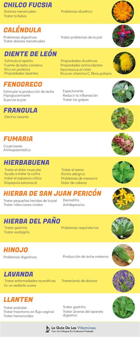 Plantas Medicinales Para Qu Sirven Y Como Cultivarlas