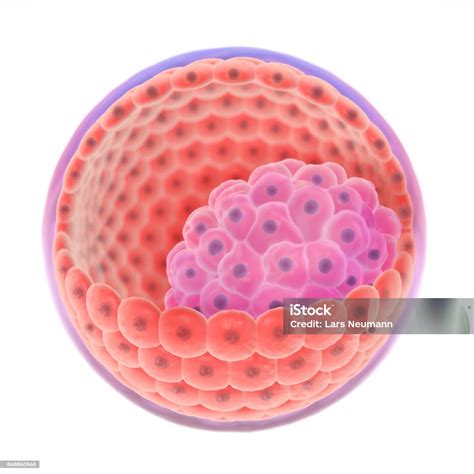 3d Illustration Of A Blastocyst Stock Photo Download Image Now
