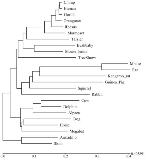 The Phylogeny Over 24 Mammal Species Used In The Reconstruction Of The