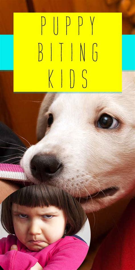 After seeing all the expenses associated with a getting a labrador retriever puppy do you think you can fit a new pup into your budget? Puppy Biting Kids - Top Tips For Keeping The Peace