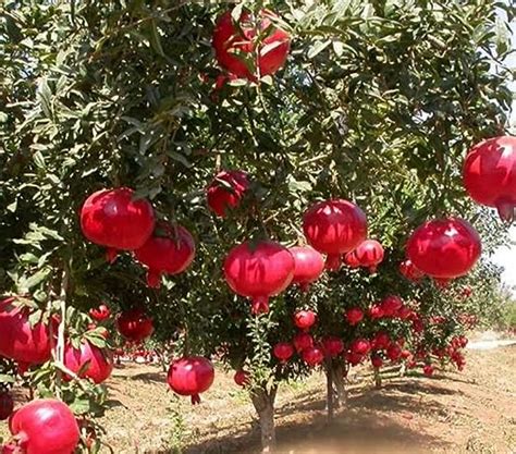 Balbasaur Rosa Pomegranatered Kandhari Anar Live Hybrid Fruit Plant