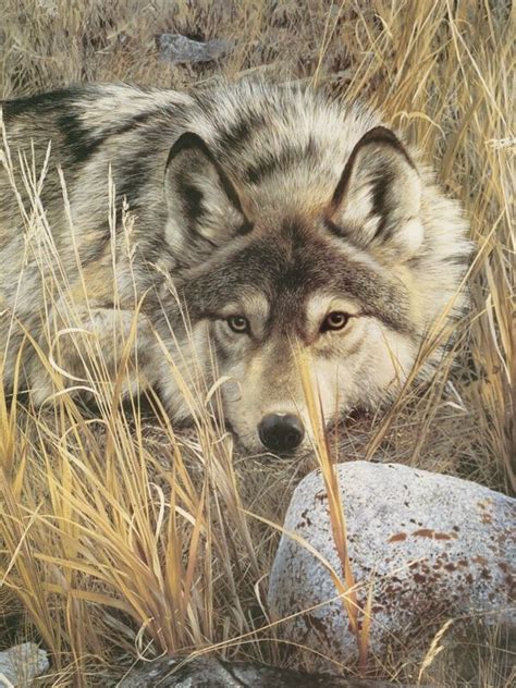 Wolf Art Print One To One Detail By Carl Brenders