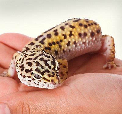 See more ideas about lizard, lizard types, reptiles. Leopard Gecko housing tips