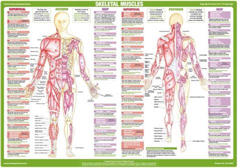 Education 7680 Human Body Chart Major Anterior Muscles Poster 24x36