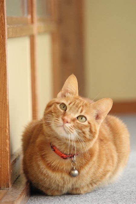 Alibaba.com offers 1,162 mandarin oranges can products. Pin by Kelsey Hicks on Cats | Orange tabby cats, Pretty cats
