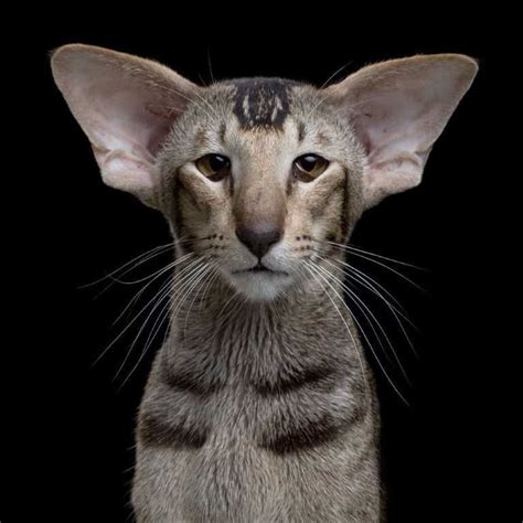 Oriental Shorthair Hypoallergenic Cat Breeds Pets Lovers