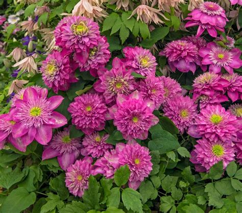 We did not find results for: Clematis BLUSHING BRIDESMAID | Clematis, Flower farm ...
