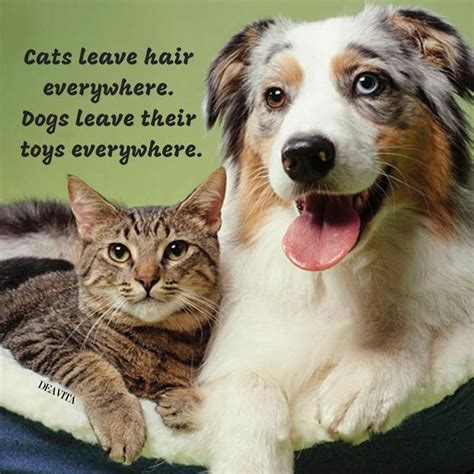 Cute Dog And Cat Images Libby Hawks