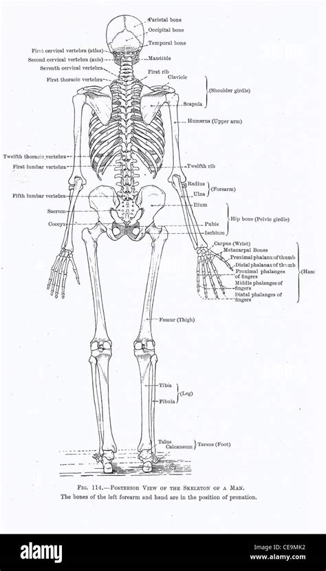 Esqueleto Humano Completo Vista Trasera Desde Principios Del Siglo Xx