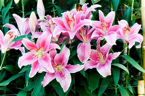 In other words, you will be helping lily solve all sorts of mysteries by playing the puzzle game. Pink lilly flowers garden | High-Quality Nature Stock ...