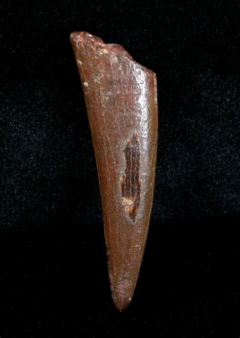 Killer 1 12 Inch Pterosaur Tooth Siroccopteryx For Sale 4055
