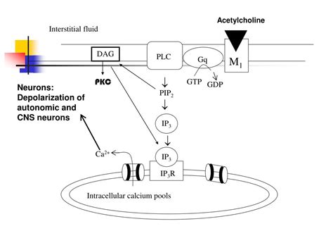PPT SIGNAL TRANSDUCTION BY ADRENERGIC AND CHOLINERGIC RECEPTORS