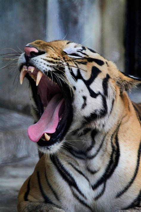 Indias Tiger Population Rises To Nearly 3000 Animals