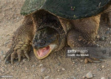 Angry Turtle Photos And Premium High Res Pictures Getty Images
