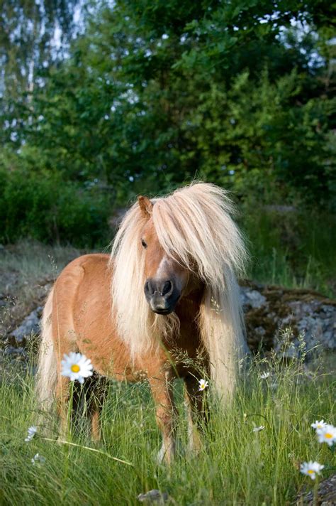 9 Things You Didn’t Know About The Shetland Pony